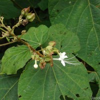 Clerodendrum infortunatum L.
